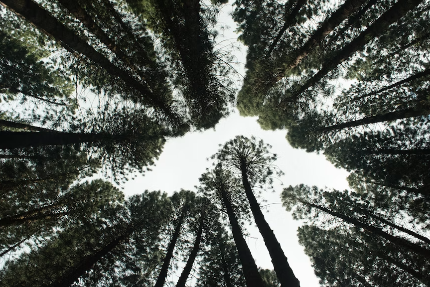 A view of tall trees in an eco-friendly forest.
